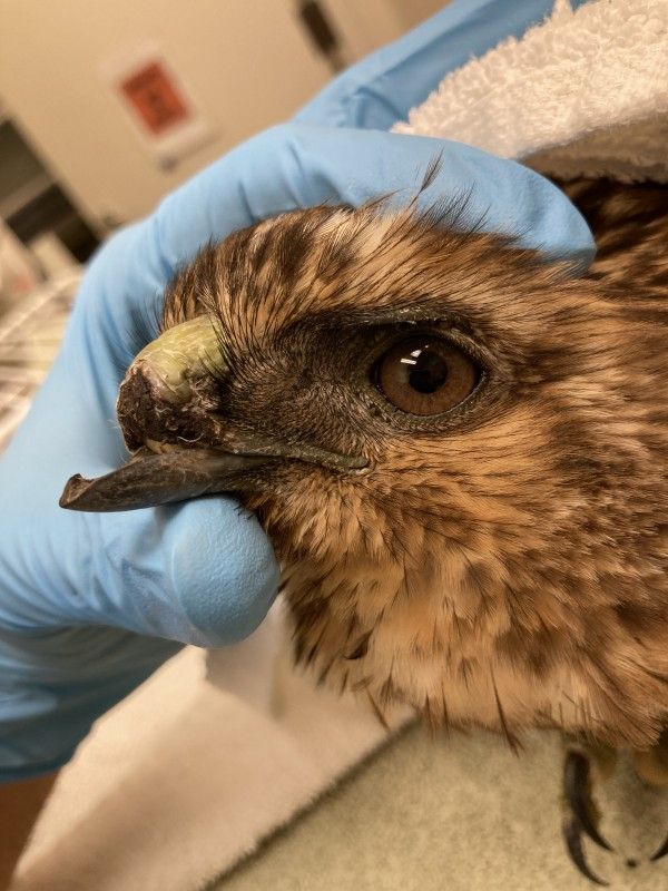 The Hawaiian Hawk: Recent Tragedy and Urgent Call to Protect ʻIo